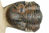 Curled Corynexochid (Paralejurus) Trilobite - Lghaft, Morocco #254546-2